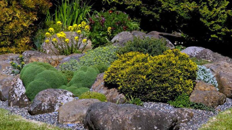 Рокарий – изюминка Вашего сада: создание, уход и преимущества